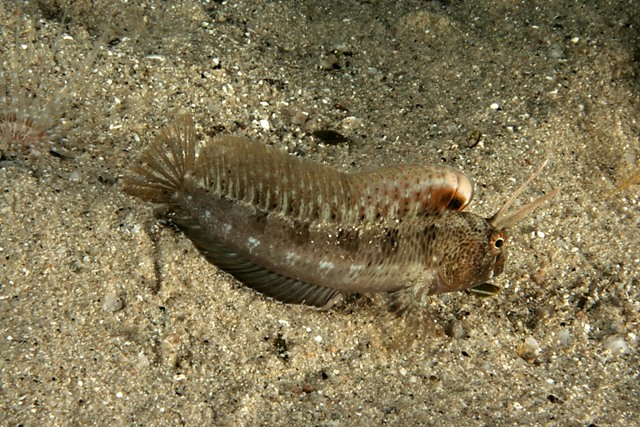 Parablennius tentacularis (Brunnich, 1768)